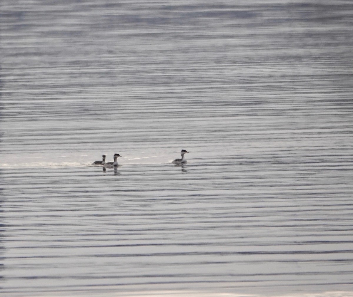 Horned Grebe - ML279122681