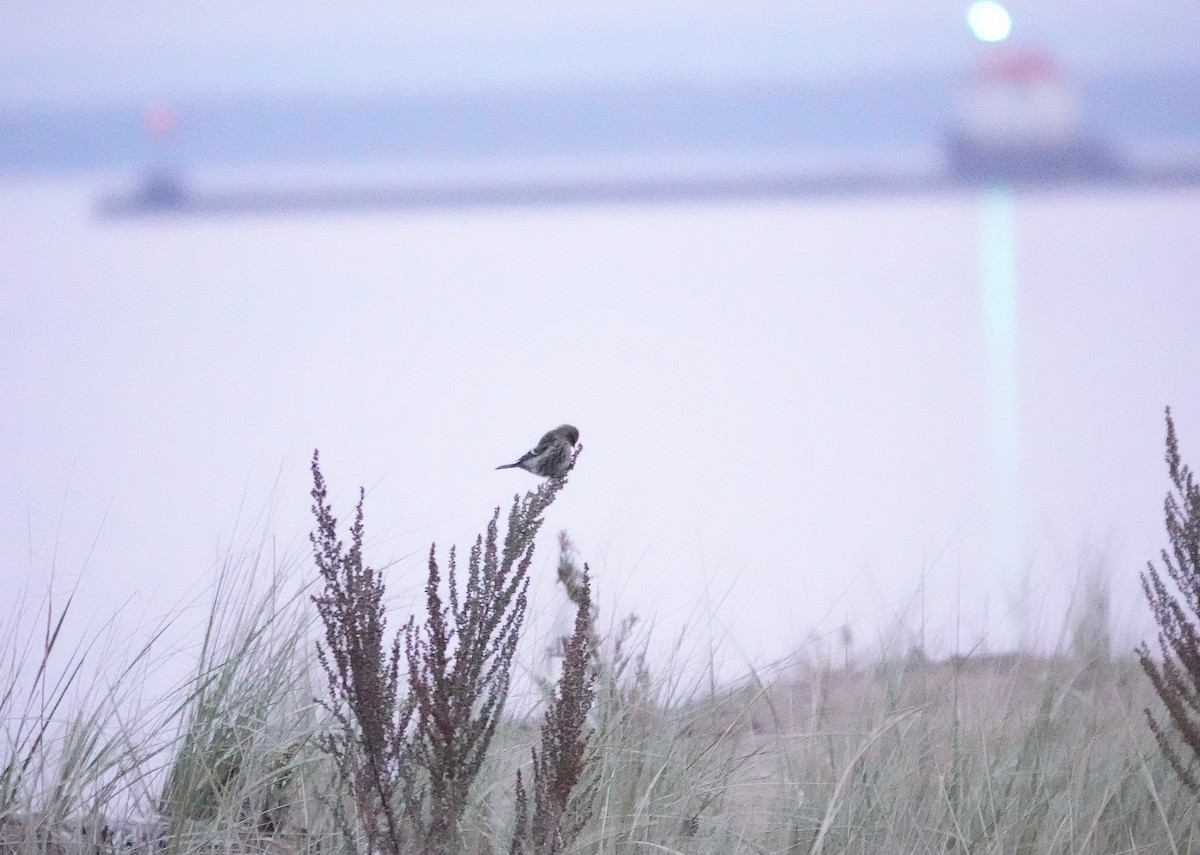 Common Redpoll - ML279122981