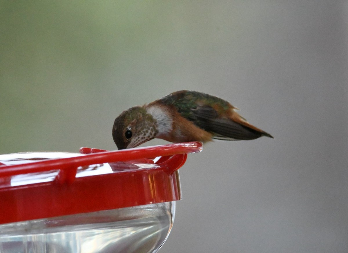 Rufous Hummingbird - Ezekiel Dobson
