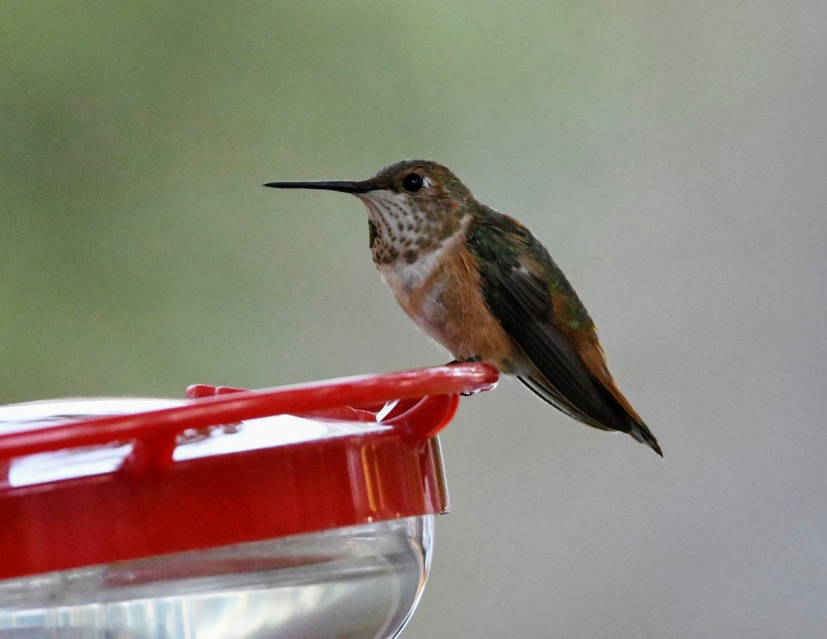 Rufous Hummingbird - Ezekiel Dobson