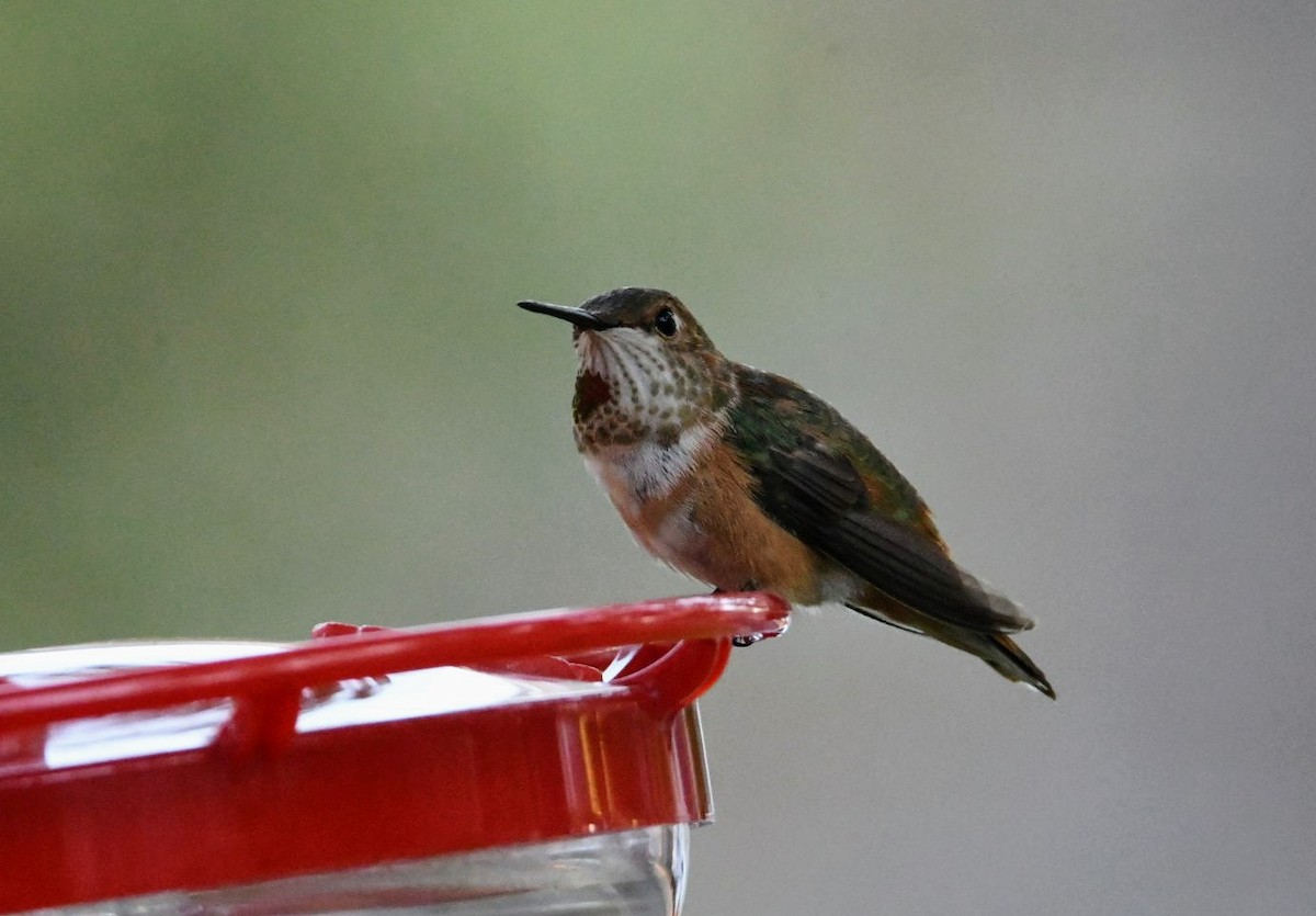 Rufous Hummingbird - Ezekiel Dobson