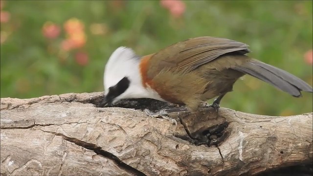 White-crested Laughingthrush - ML279126821