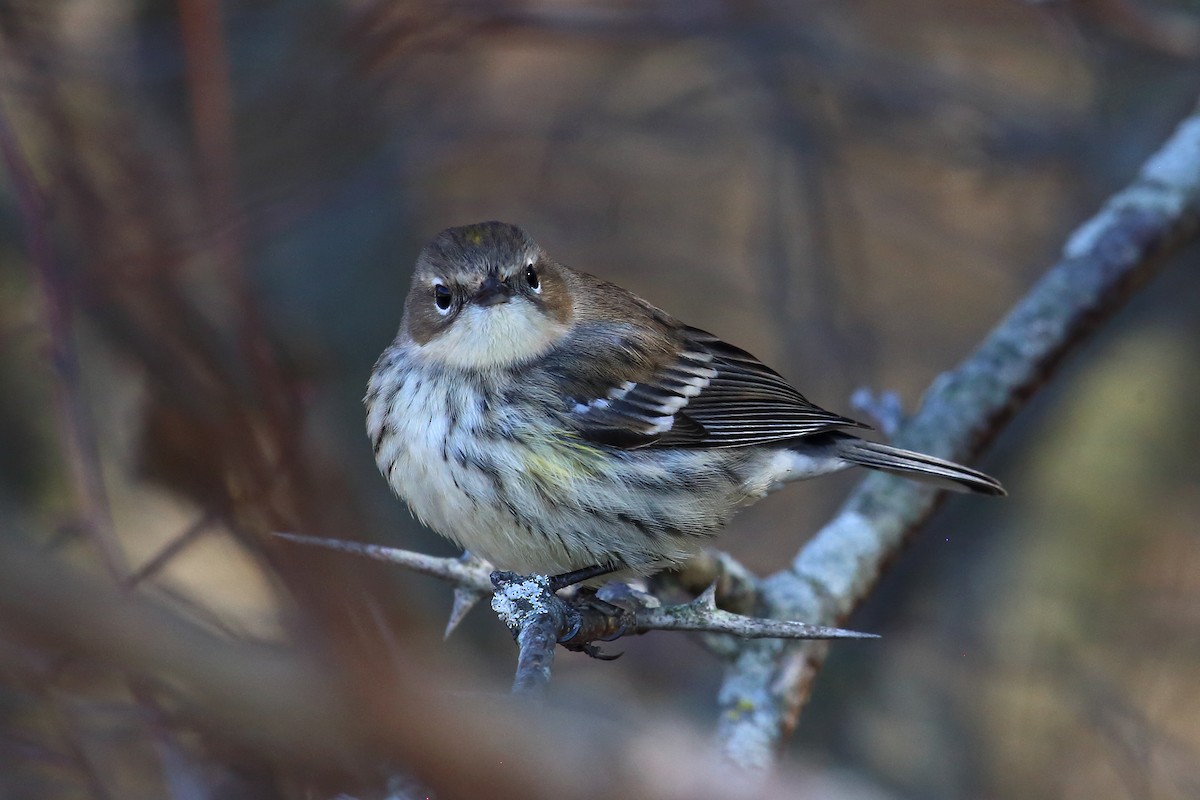 Yellow-rumped Warbler (Myrtle) - ML279127391