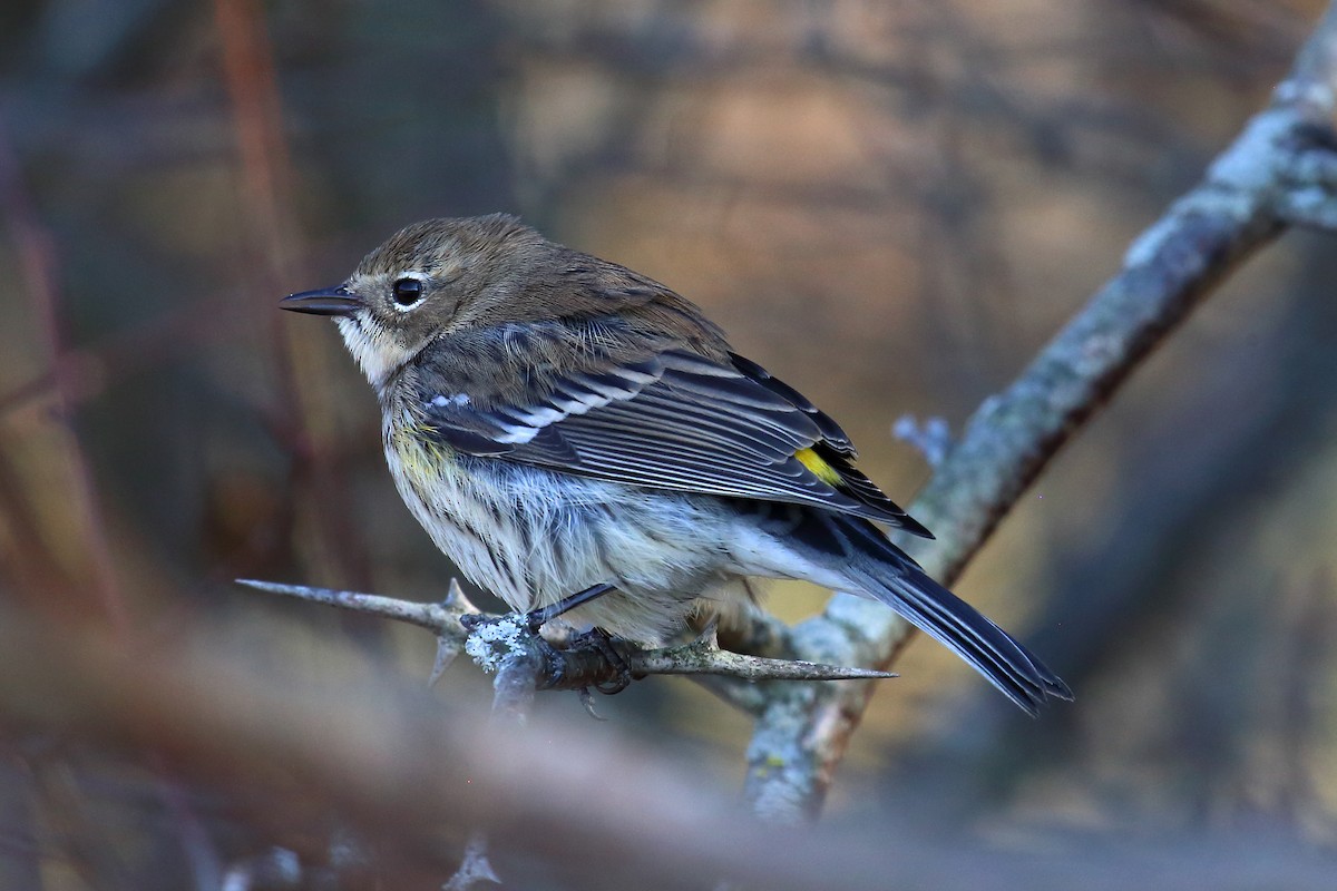 Yellow-rumped Warbler (Myrtle) - ML279127421