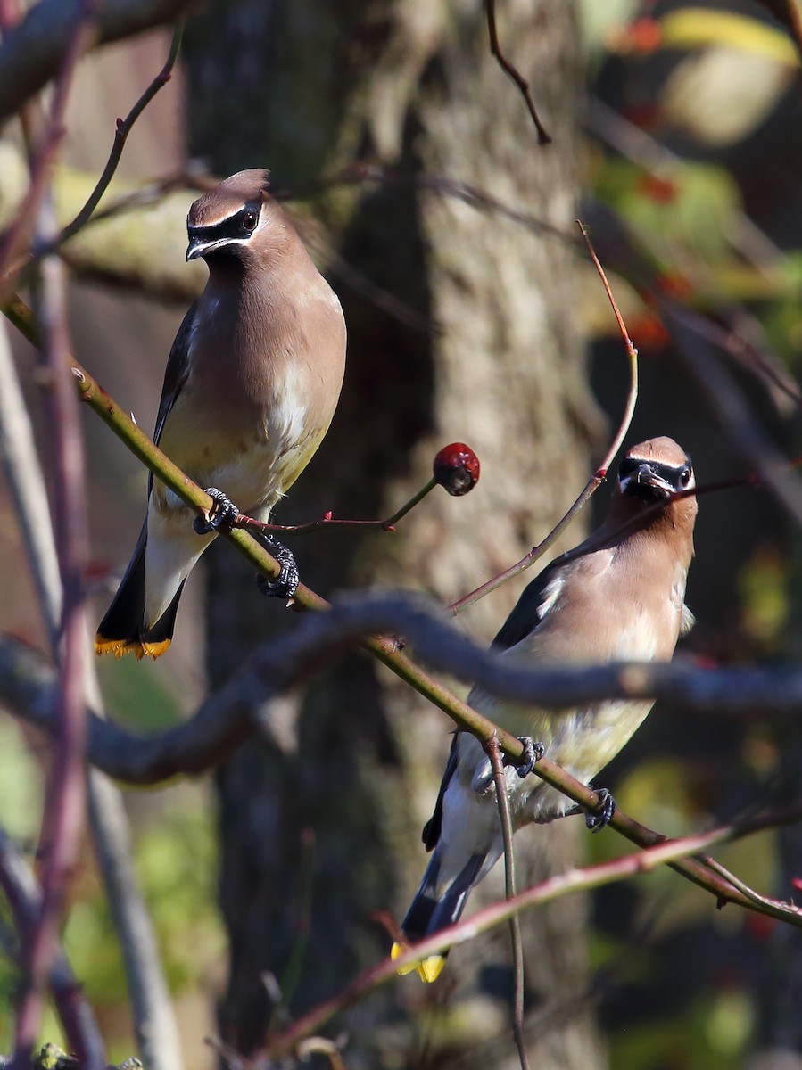 Cedar Waxwing - ML279127431