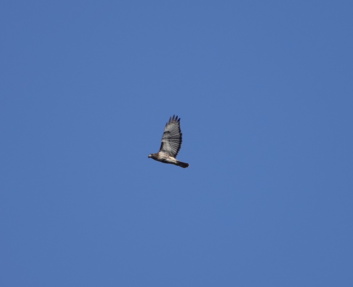 Red-tailed Hawk - ML279128421