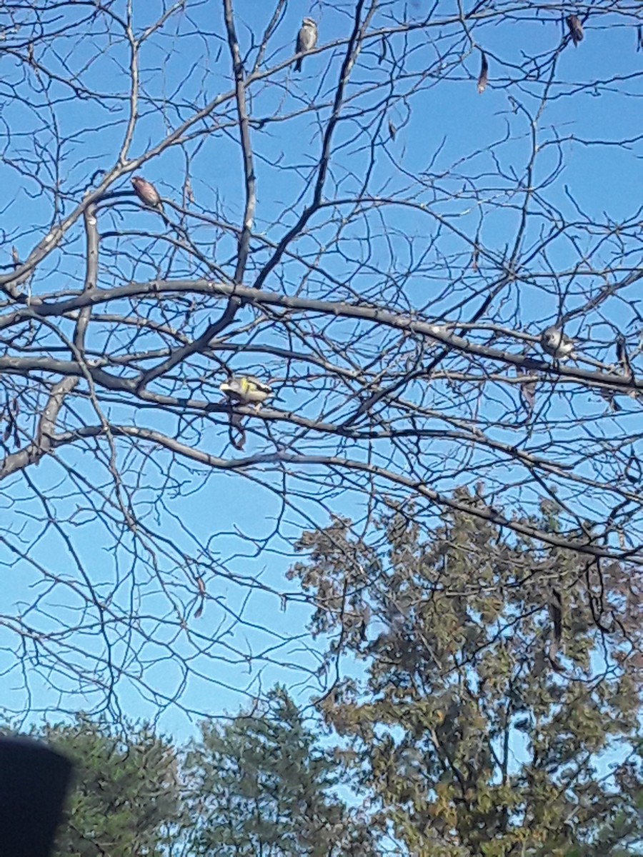 Evening Grosbeak - ML279129521