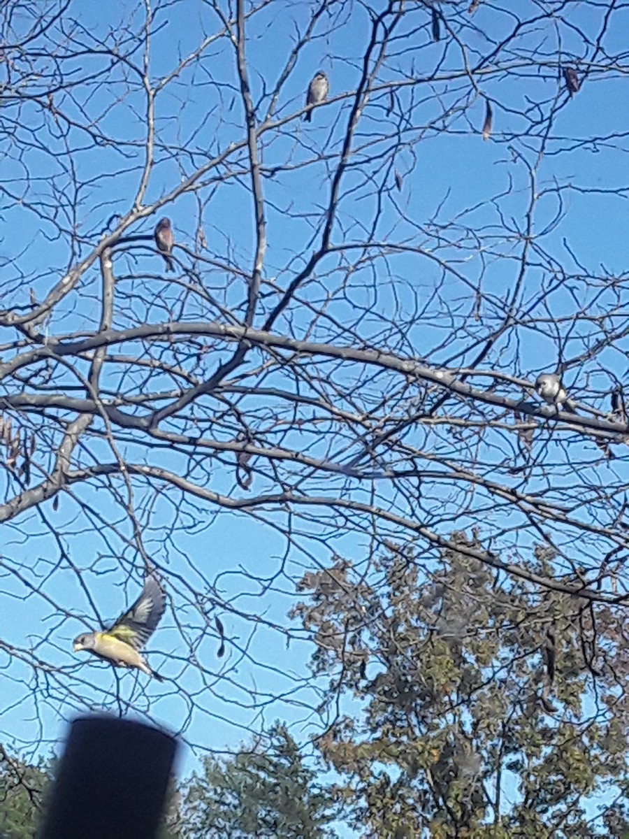 Evening Grosbeak - ML279129561