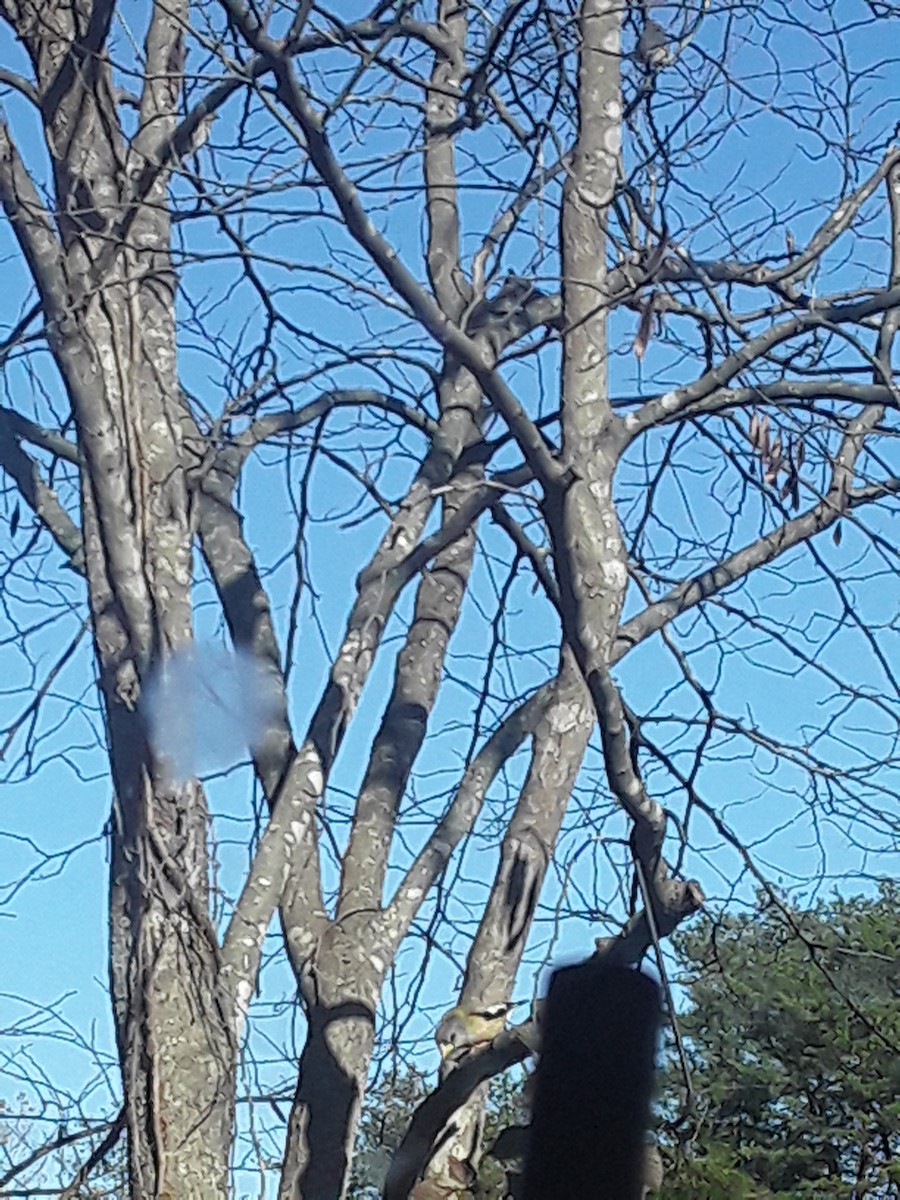 Evening Grosbeak - ML279129611