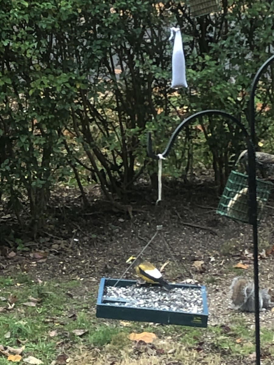 Evening Grosbeak - ML279130981