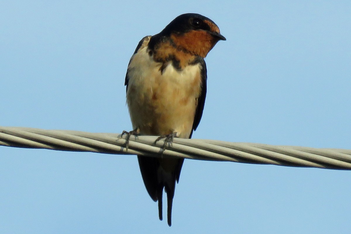 Асрын хараацай - ML279131601