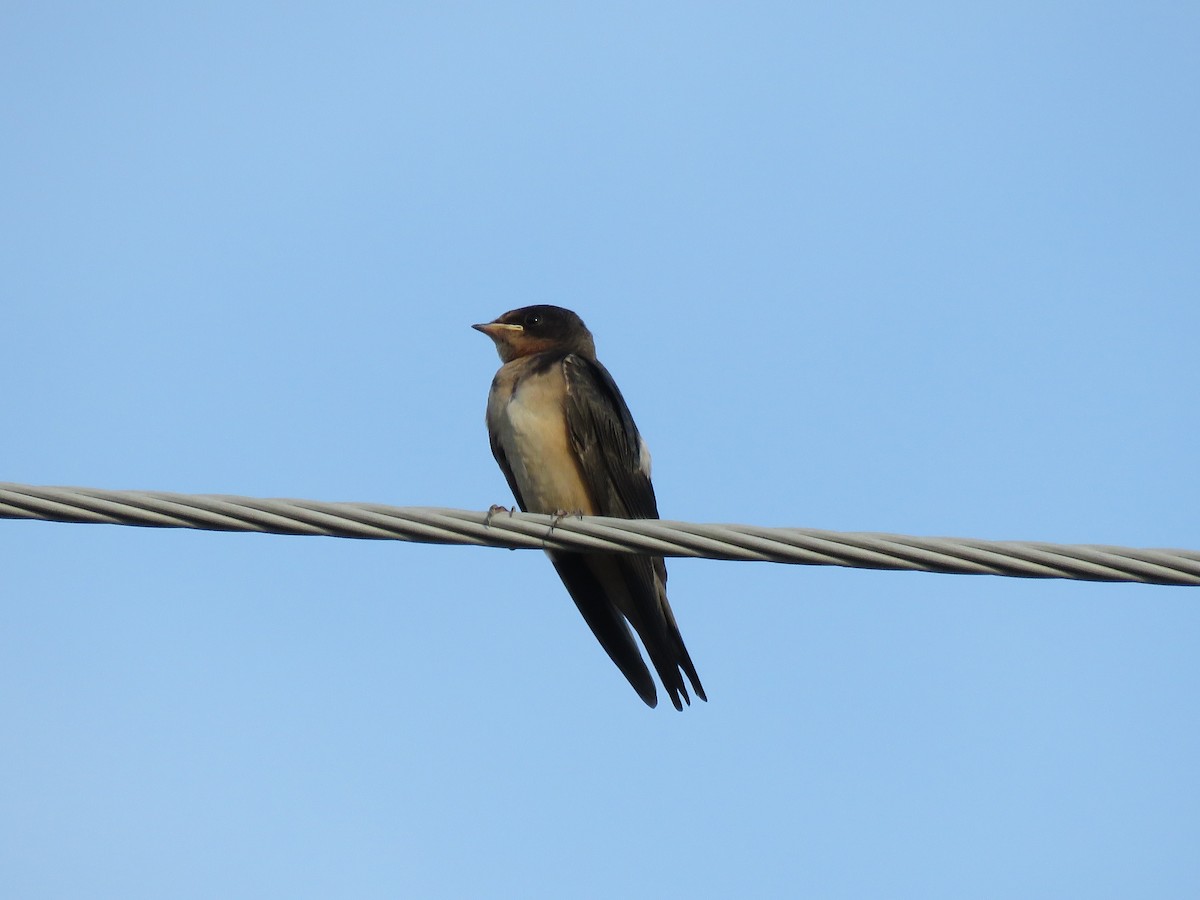 Асрын хараацай - ML279131731