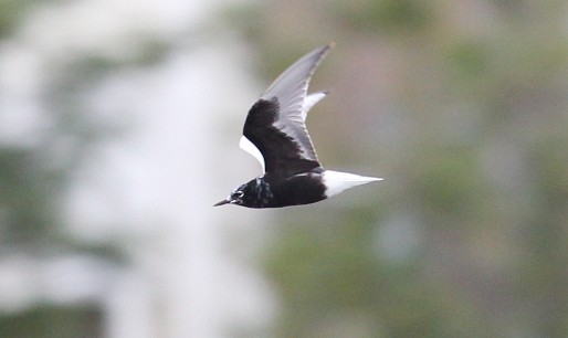 White-winged Tern - ML279133481