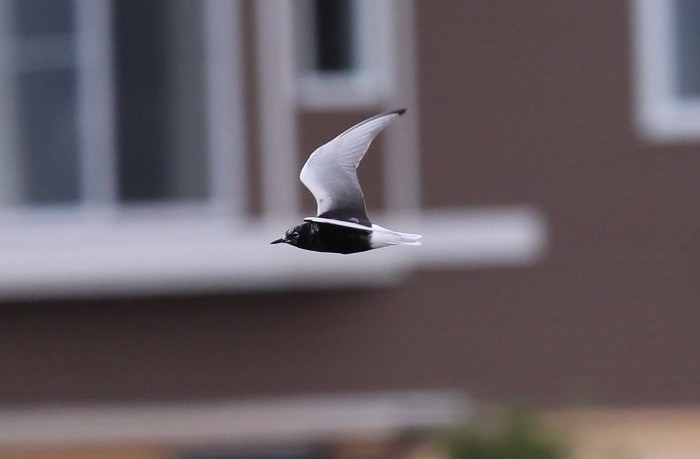 White-winged Tern - ML279133491