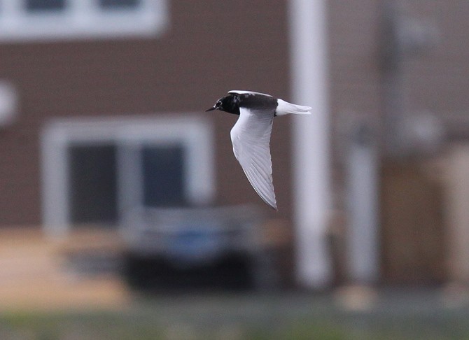 White-winged Tern - ML279133501