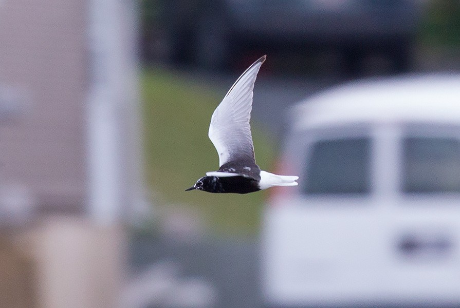 White-winged Tern - ML279133511