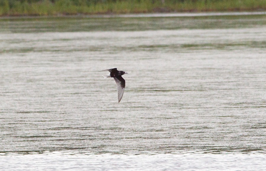 White-winged Tern - ML279133521