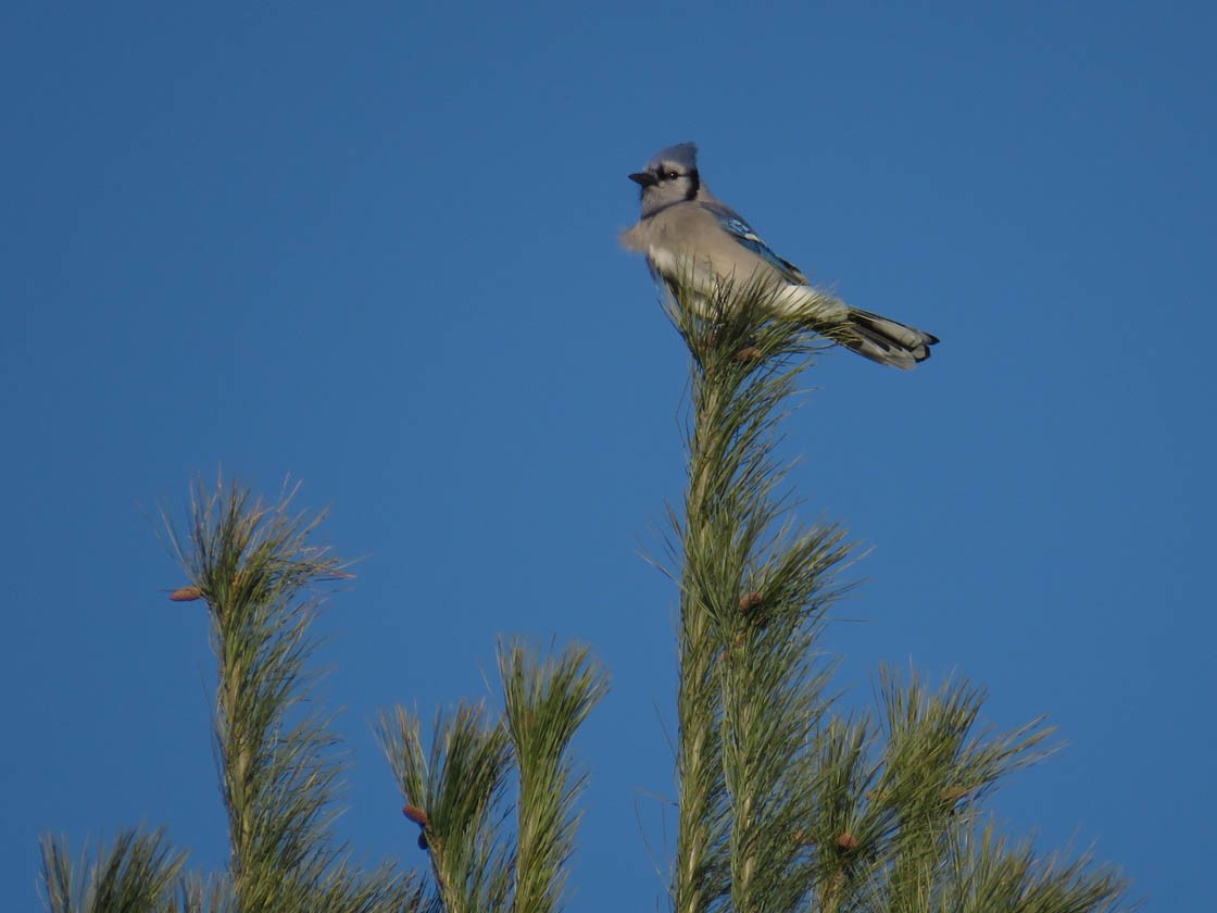 Blue Jay - ML279134191