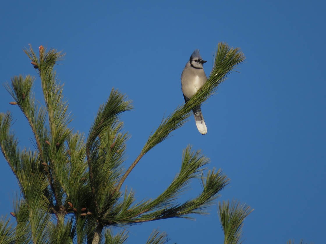 Blue Jay - ML279134201