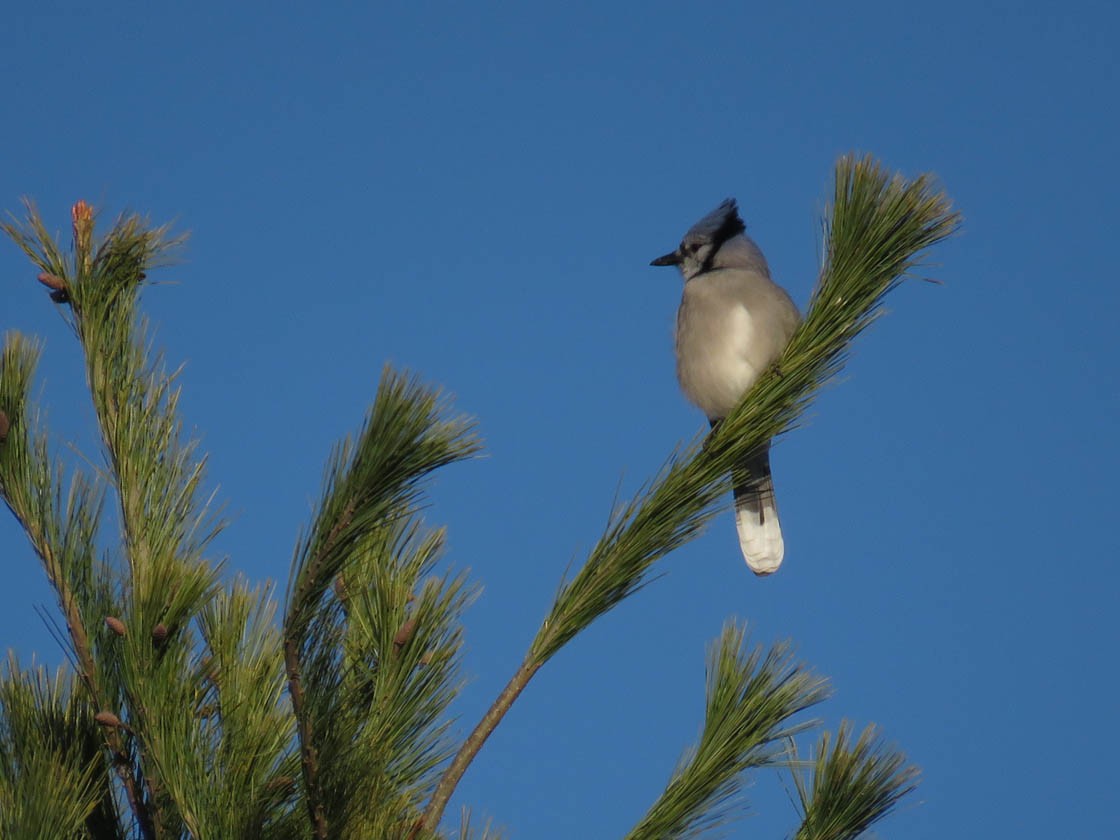 Blue Jay - ML279134211