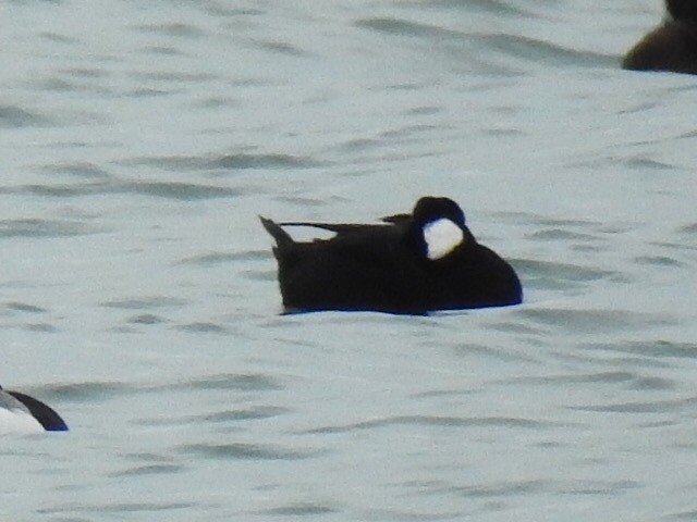 Surf Scoter - Alec Napier