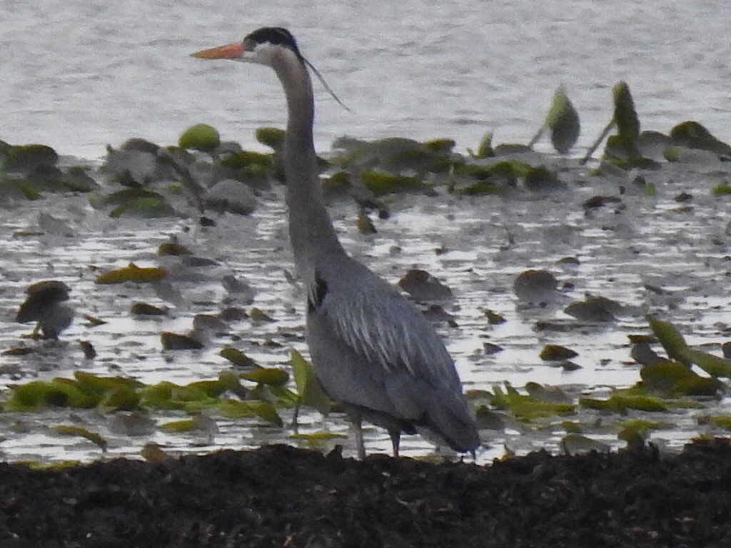 Great Blue Heron - ML27913651