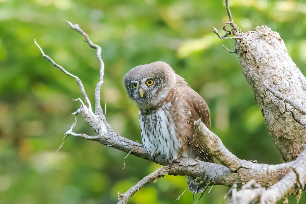 Eurasian Pygmy-Owl - ML279136771
