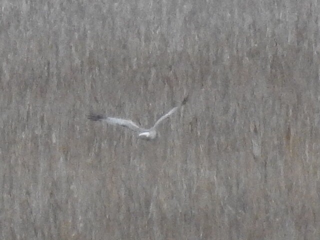 Northern Harrier - ML27913681