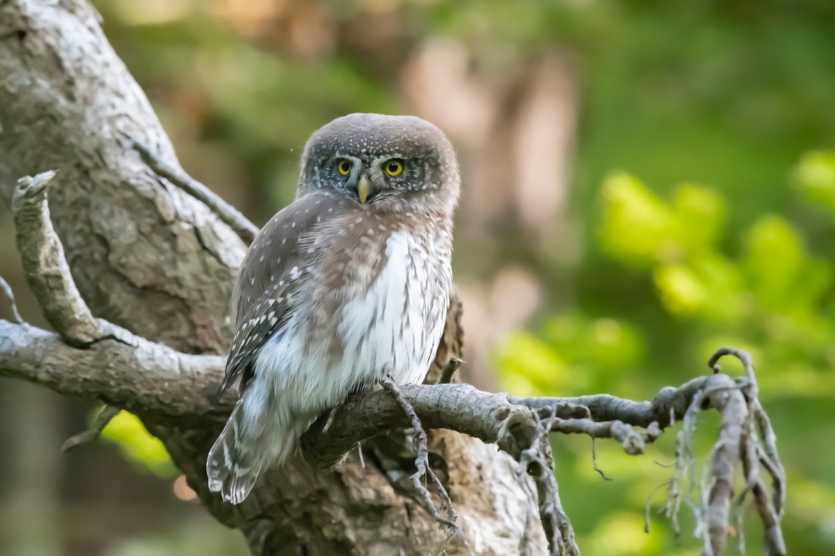 Eurasian Pygmy-Owl - ML279137081