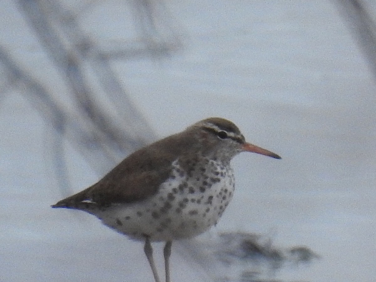 Spotted Sandpiper - Alec Napier