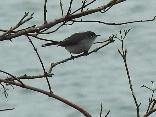 Blue-gray Gnatcatcher - ML27913751