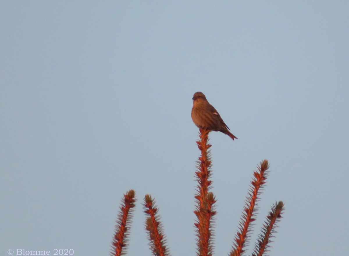 White-winged Crossbill - ML279137641