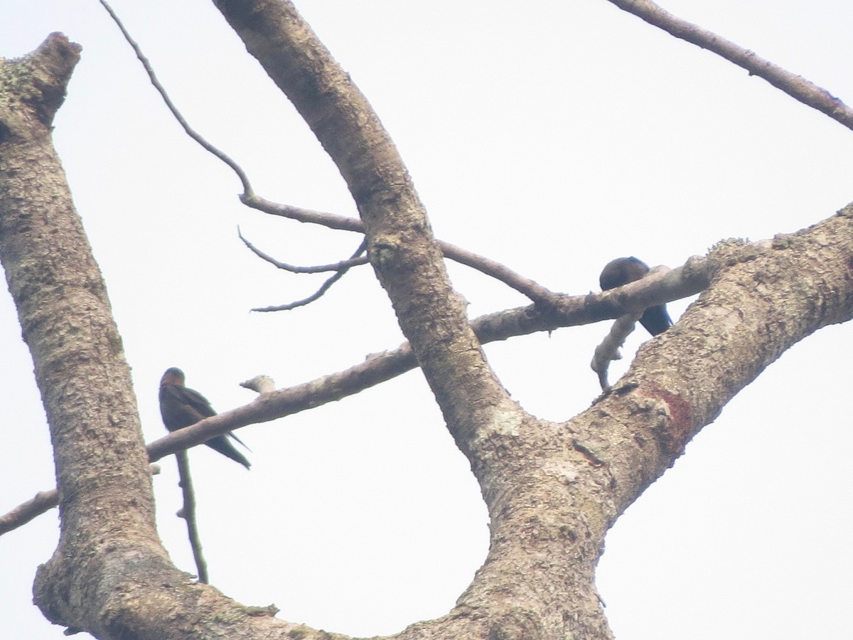 Forest Swallow - ML279138901