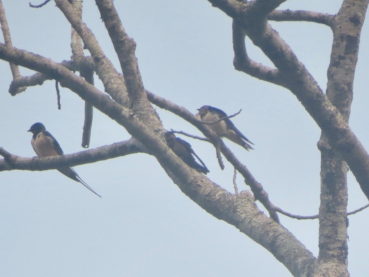 Forest Swallow - ML279138911