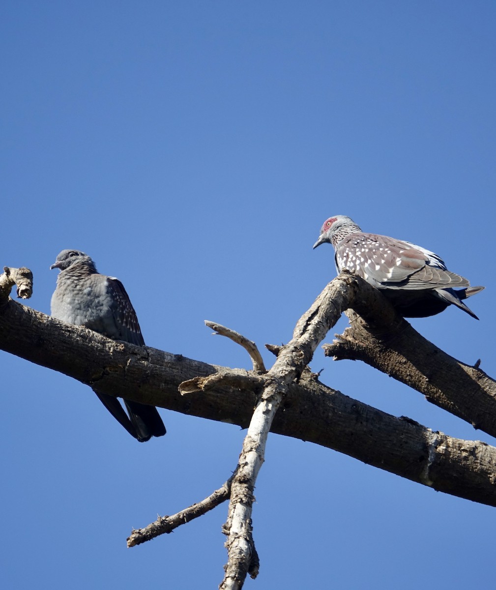 Speckled Pigeon - ML279140901