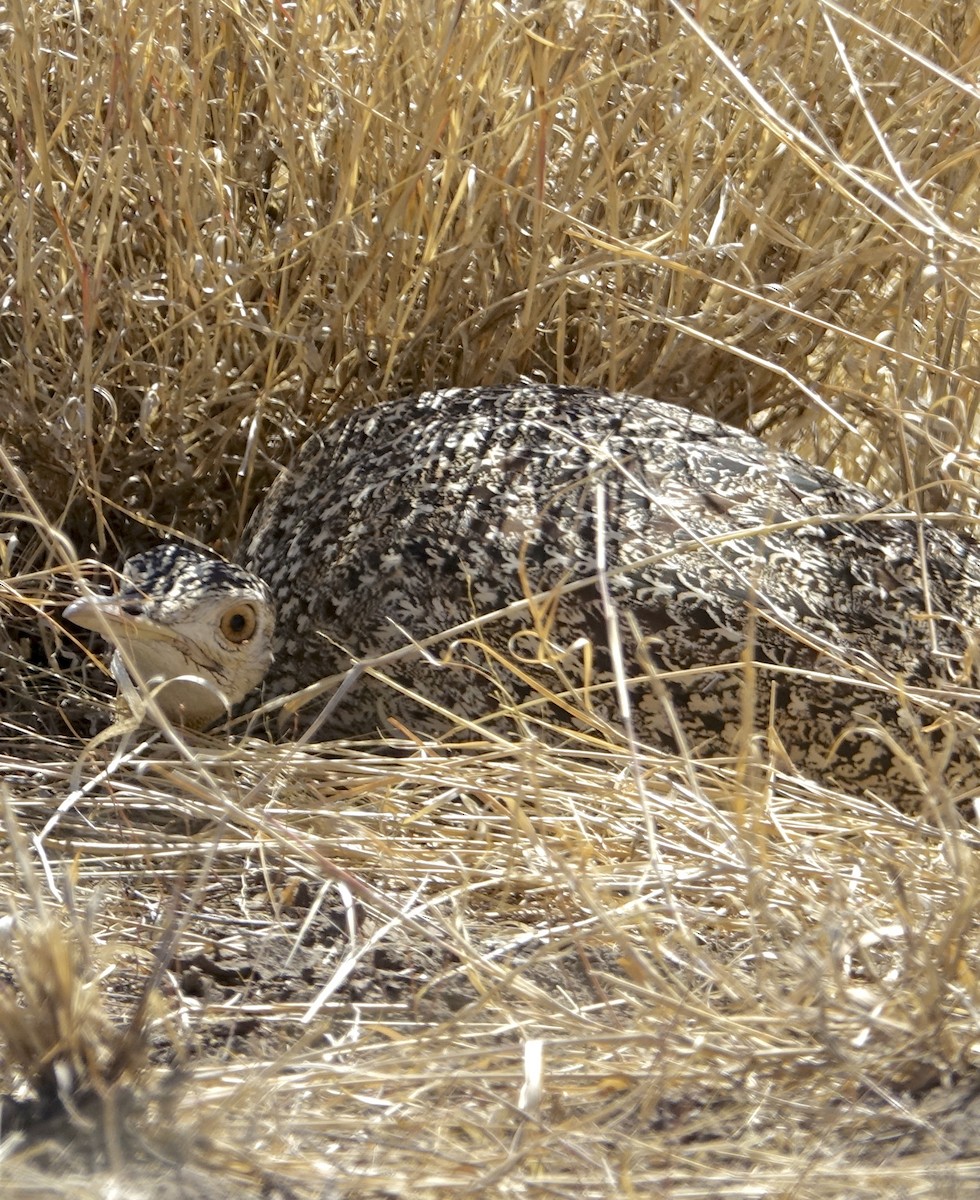 Hartlaub's Bustard - ML279144141