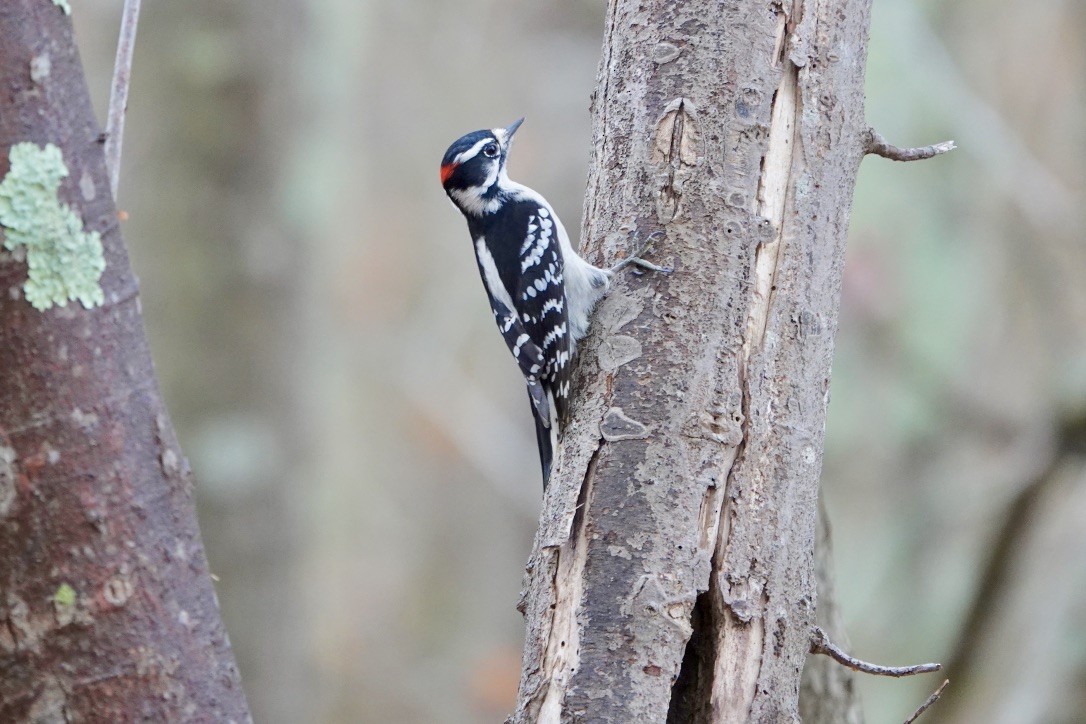 Downy Woodpecker - ML279144241