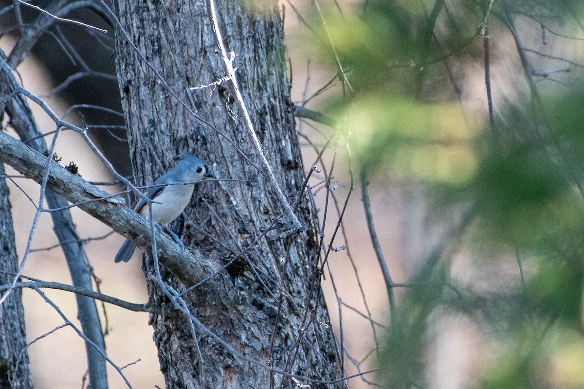 Tufted Titmouse - ML279145351