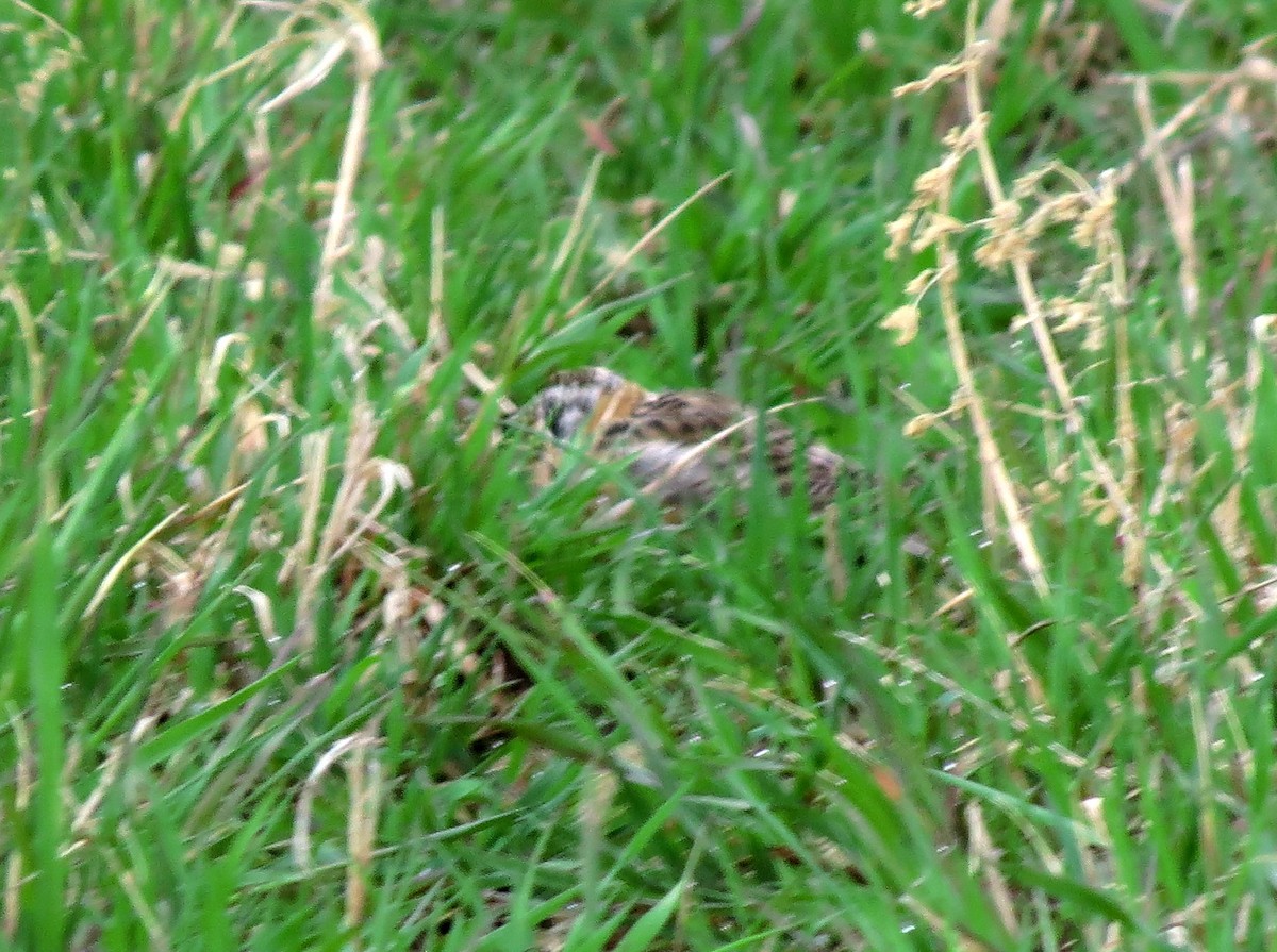 Smith's Longspur - ML279146061