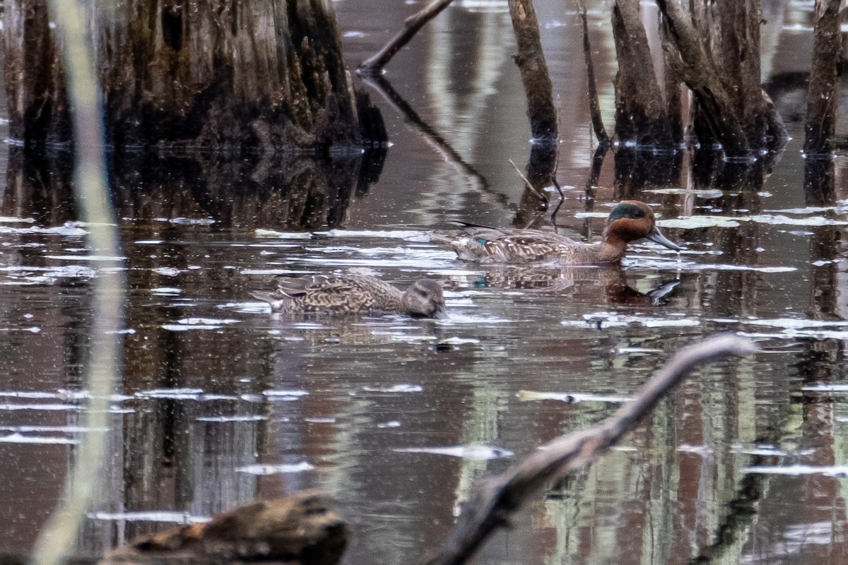 Green-winged Teal - ML279146201