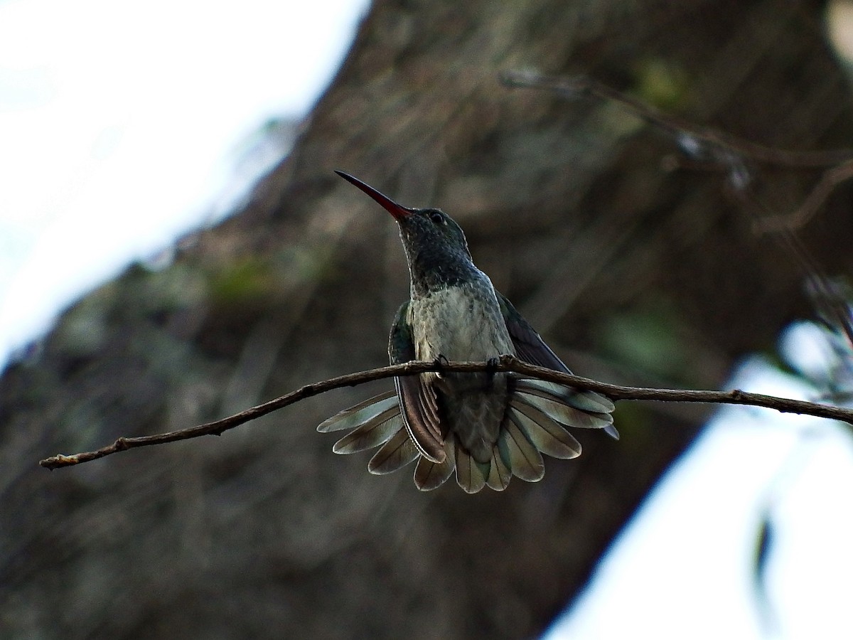 Honduran Emerald - Mayron McKewy Mejia