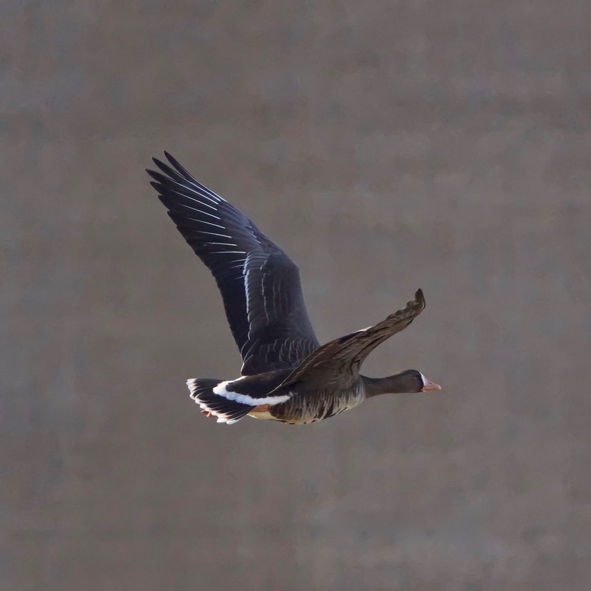 Greater White-fronted Goose (Western) - ML279147331