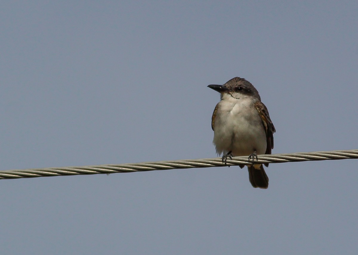 Gray Kingbird - ML279148181