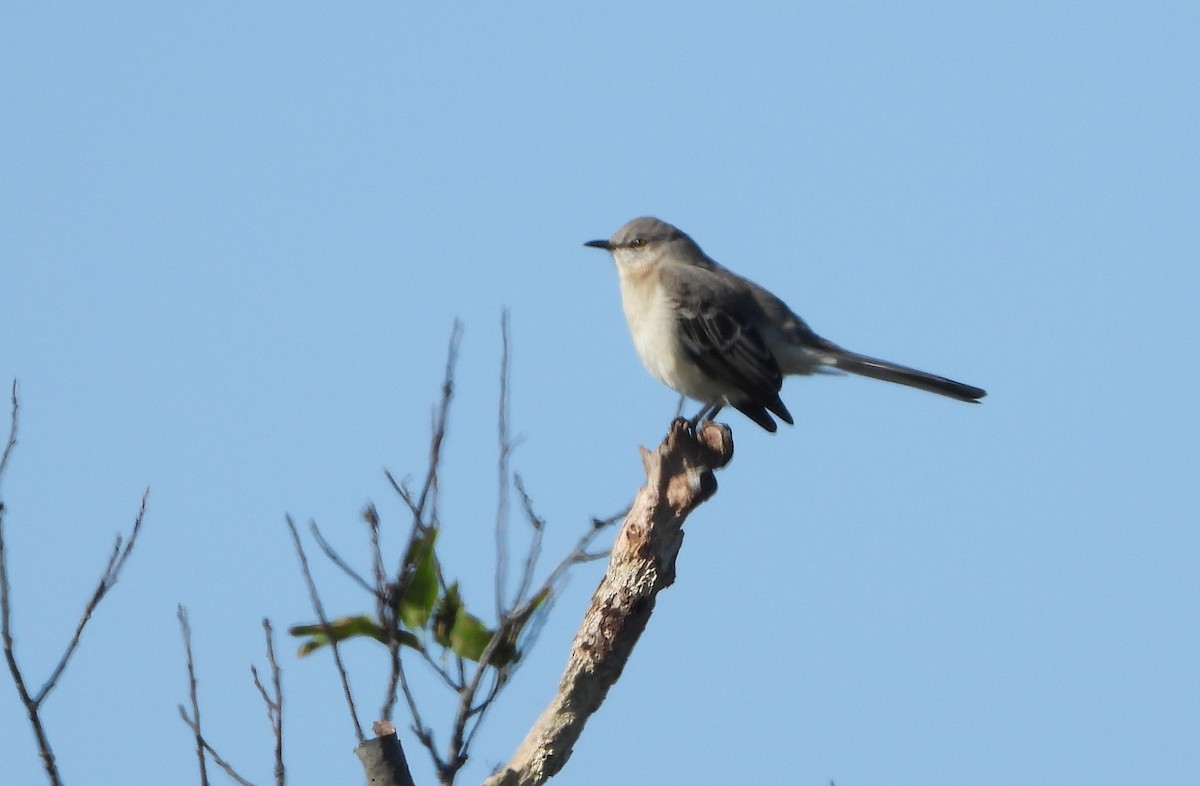 Northern Mockingbird - ML279150511