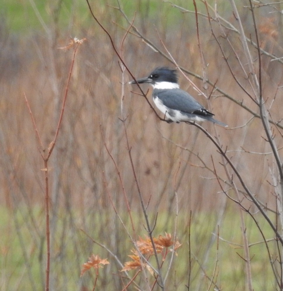 Belted Kingfisher - ML279152151