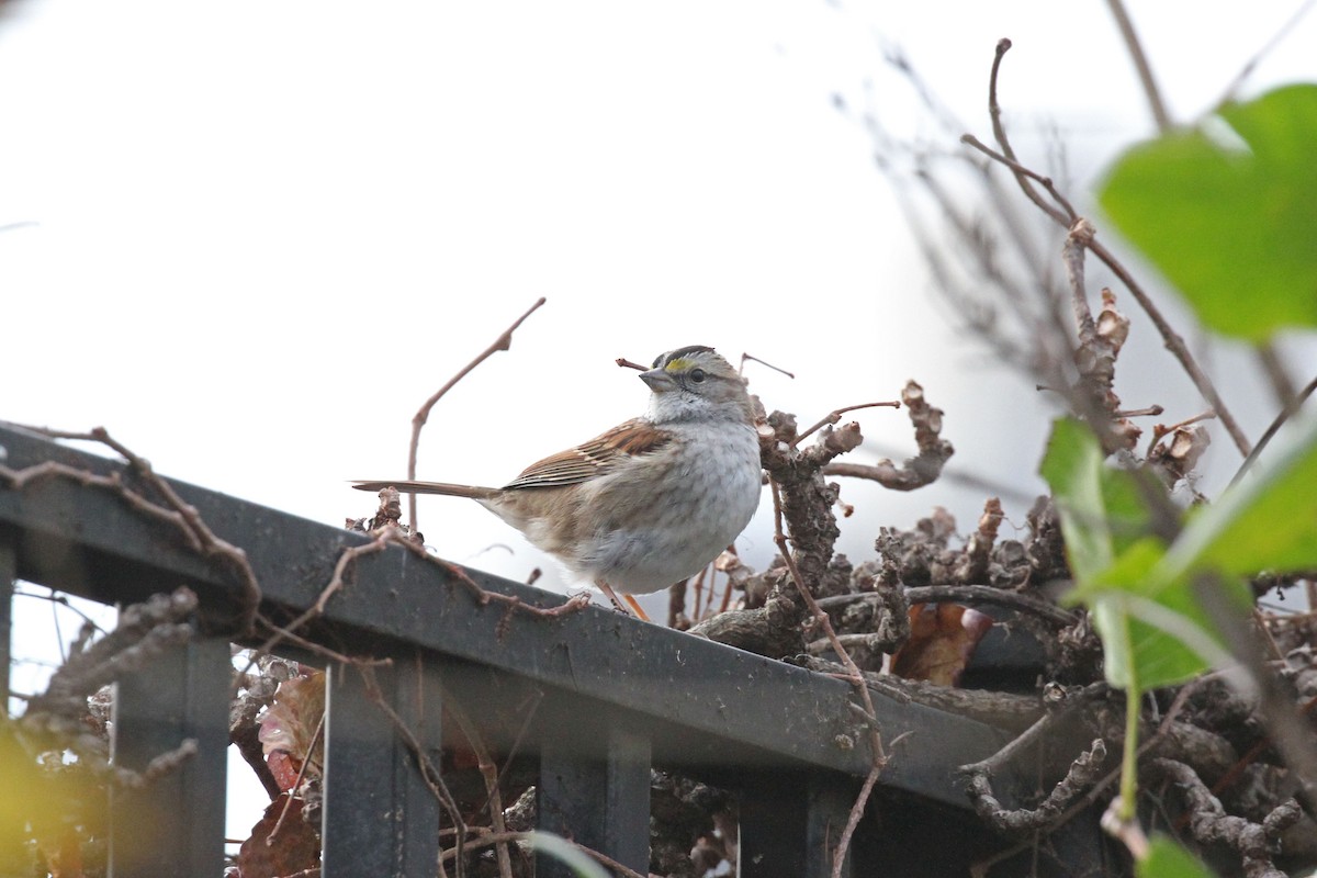White-throated Sparrow - Geoffrey A. Williamson