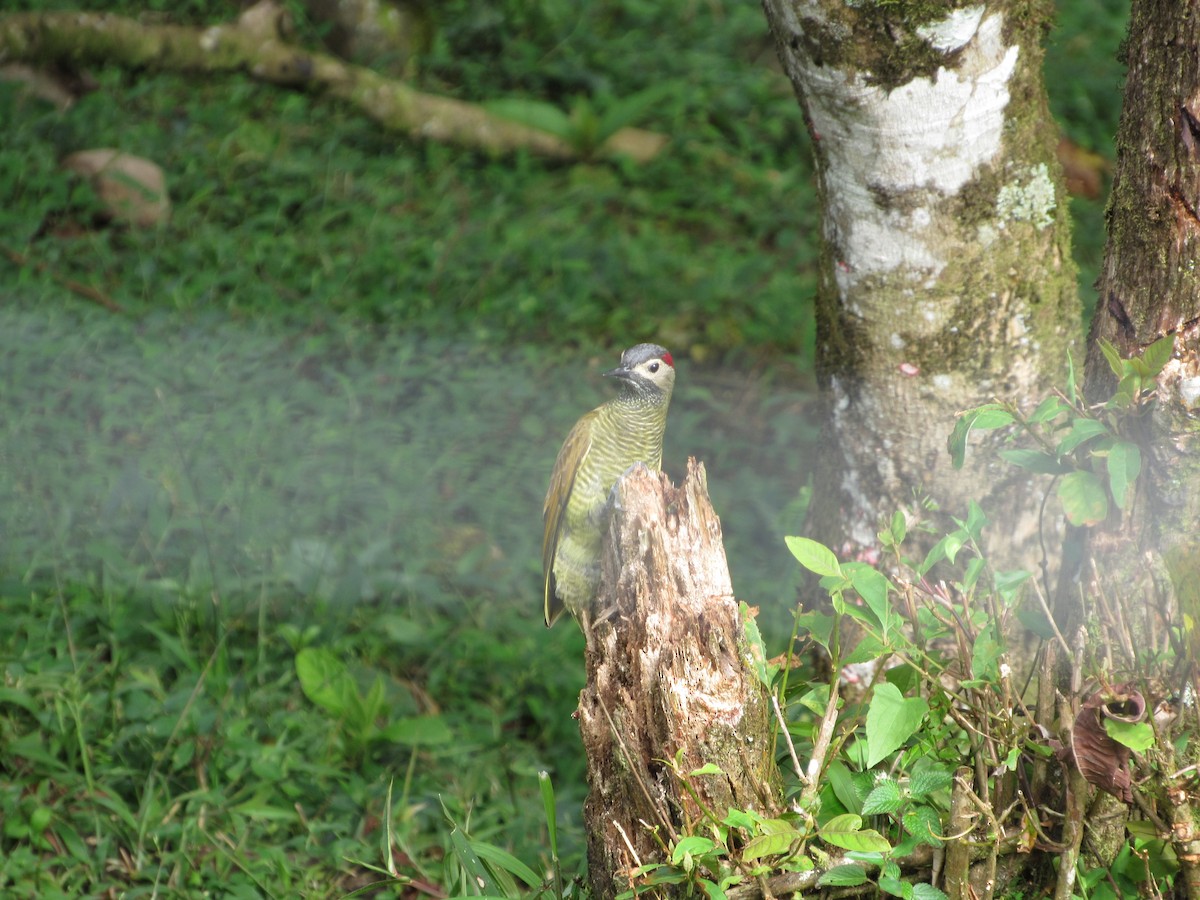 Golden-olive Woodpecker - ML279155181