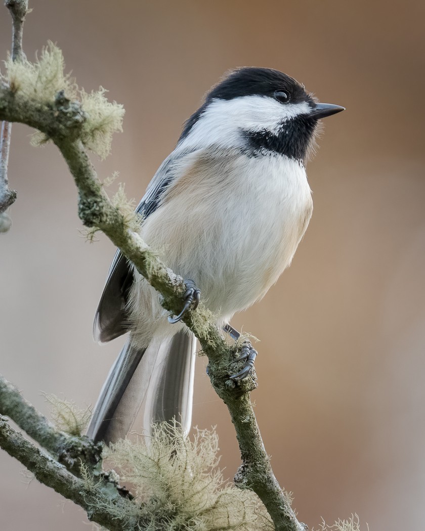 Black-capped Chickadee - ML279156361