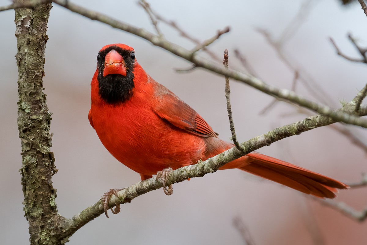 Northern Cardinal - ML279156501