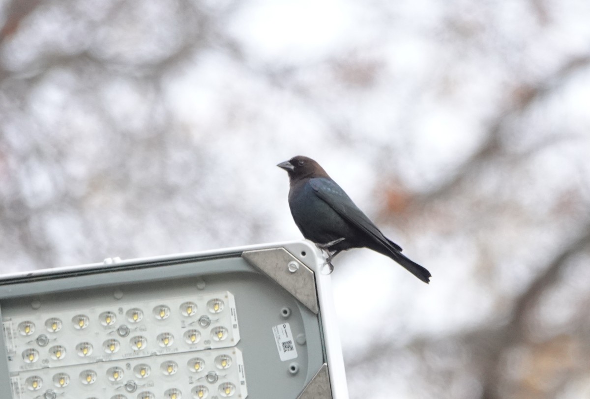 Brown-headed Cowbird - ML279158871